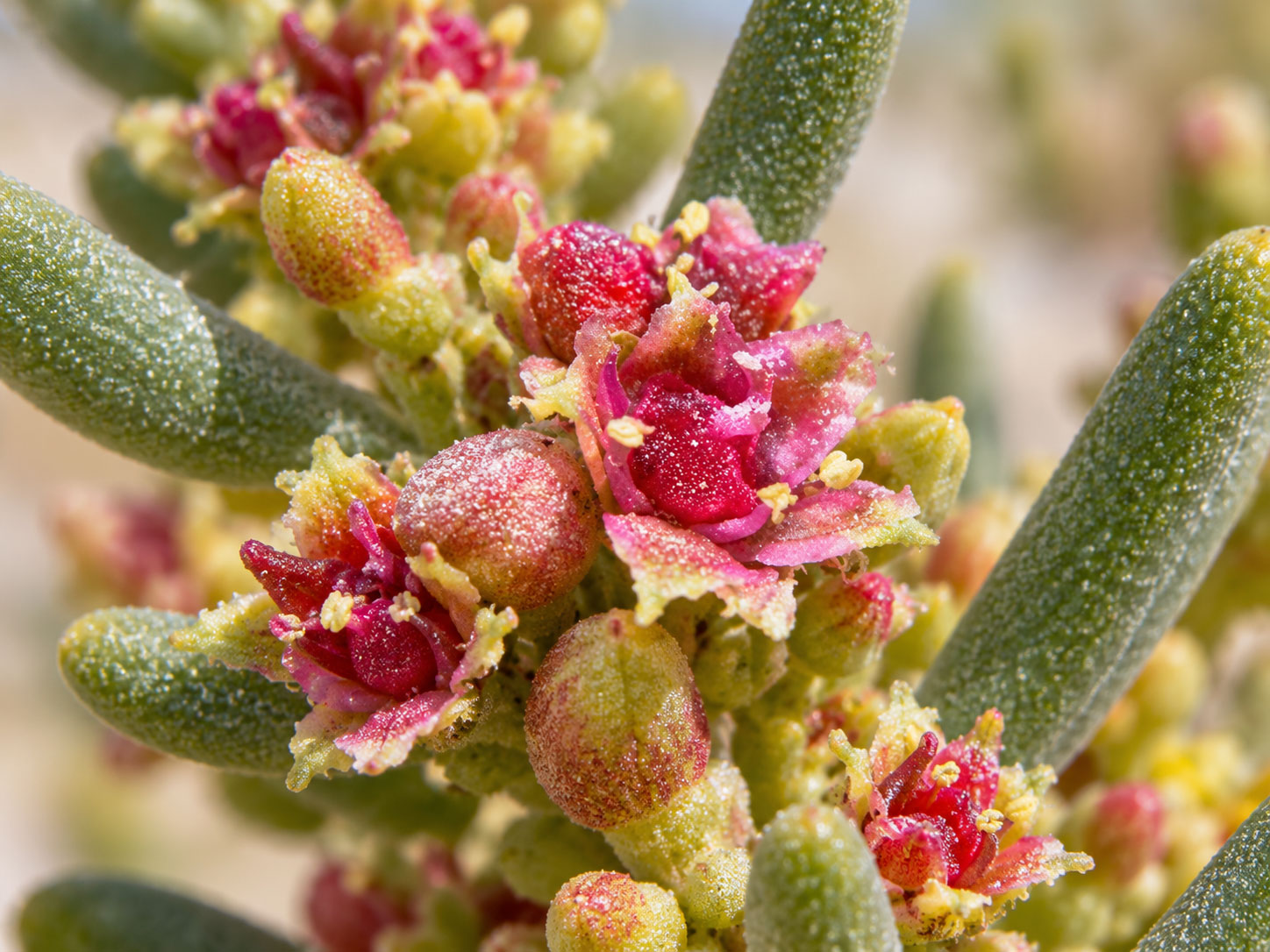 معرفی و نگهداری سوئدا فروتیکوسا (Shrubby Seablite)